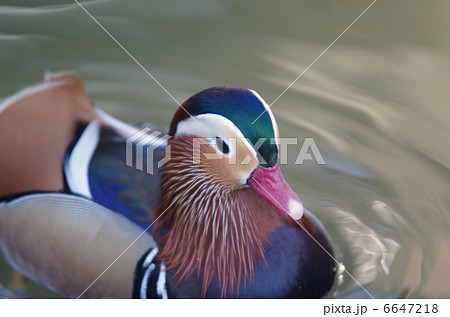 オシドリのオス 6647218