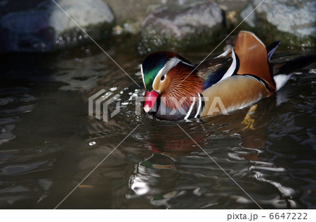 オシドリのオス 6647222