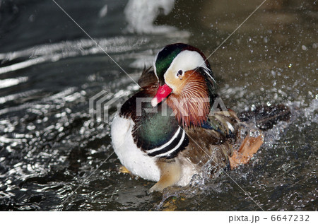 オシドリ(オス)の水浴び オシドリ(オス)の水浴び 6647232