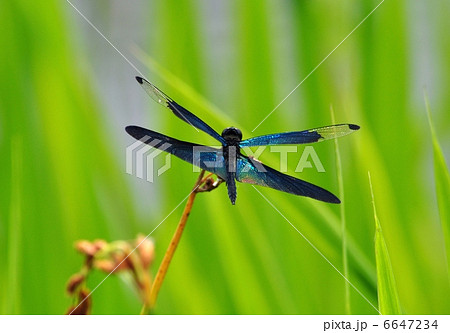 チョウトンボ チョウトンボ 6647234