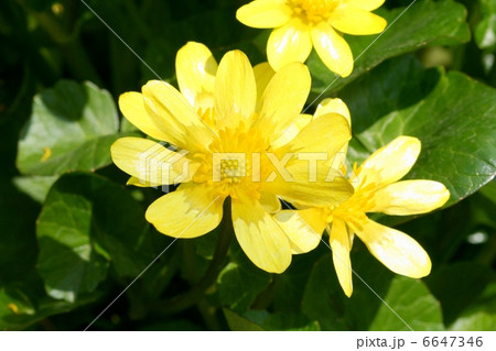 黄金色のコバノリュウキンカの花の写真素材