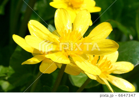 黄金色のコバノリュウキンカの花 6647347