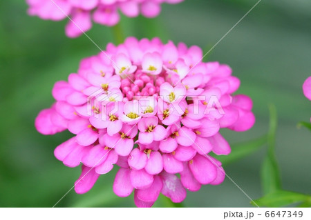 イベリスの花　 6647349