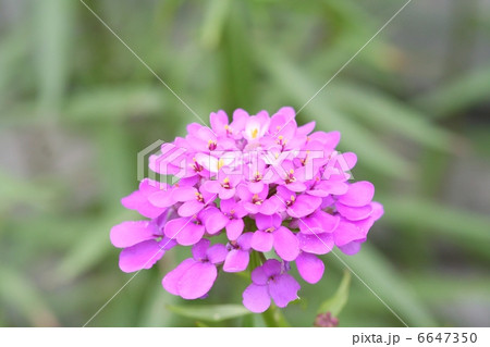 清楚なイベリスの花 6647350