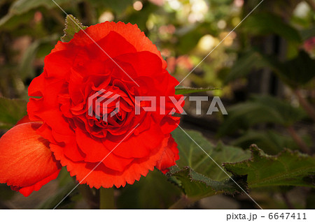 深紅のベゴニア　神代植物公園 6647411