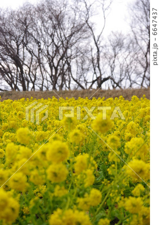 琵琶湖の菜の花★ 6647437