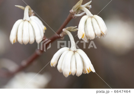 ミツマタの咲き始め ミツマタの咲き始め 6647464