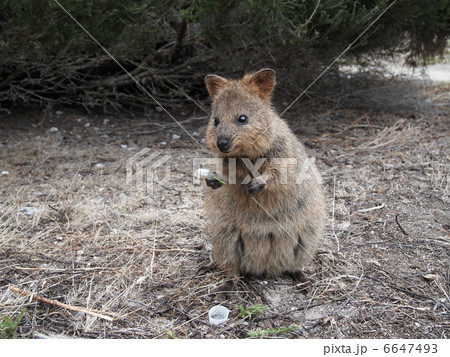 クオッカ ロットネスト島 クオッカ ロットネスト島 6647493
