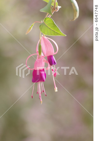 フクシア 6647748
