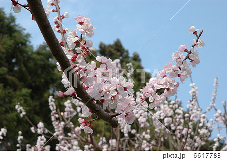 あんずの花 あんずの花 6647783