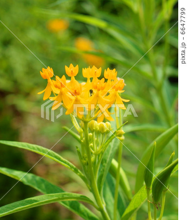 アスクレピアスツベロサ 花言葉 小さな心 Butterfly Flowerの写真素材