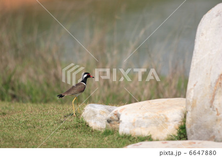 インドトサカゲリ 6647880