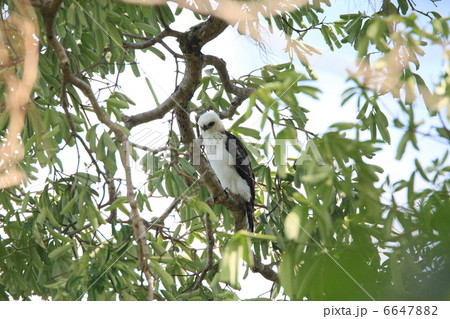 セレベスクマタカ 6647882