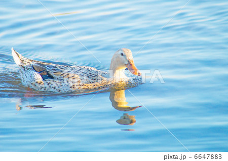 マガモ 6647883