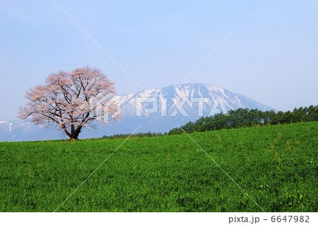 一本桜　岩手山 6647982