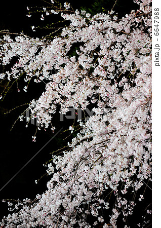 夜桜　妖艶　ライトアップ 6647988