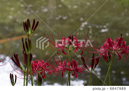 ヒガンバナ ヒガンバナ 6647989