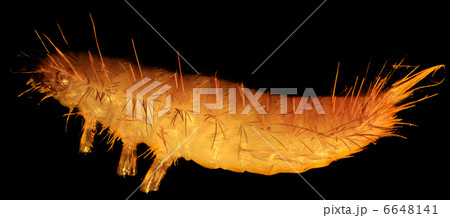 grain moth caterpillar under the microscope (Tineola granella L. 6648141