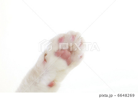 猫の手 猫の手 6648269