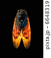 蝉＿俯瞰＿黒バック 6648319