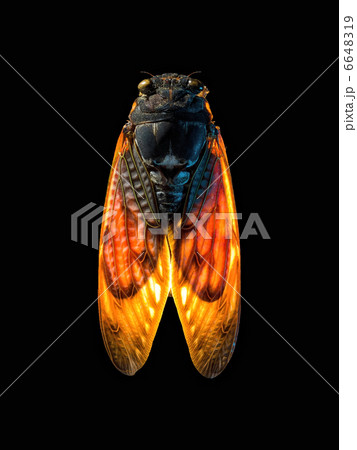 蝉＿俯瞰＿黒バック 6648319