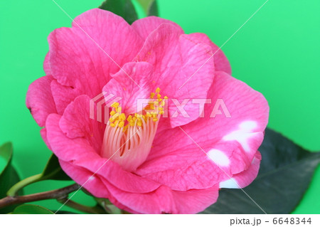 濃いピンク色の椿の花の写真素材