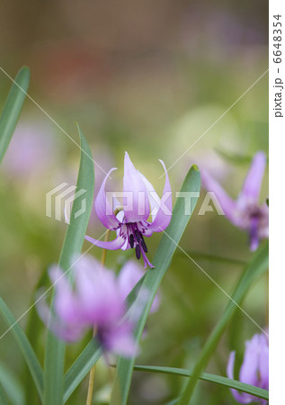 カタクリ 6648354