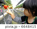 いちご狩り 6648415