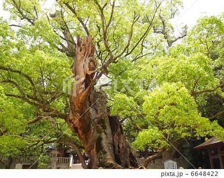 大山祇神社 大楠 大山祇神社 大楠 6648422
