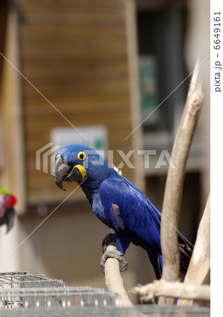 スミレコンゴウインコの写真素材