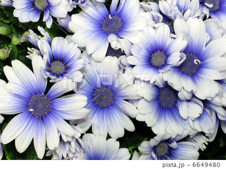 サイネリア（ティア　ブルー） 6649480