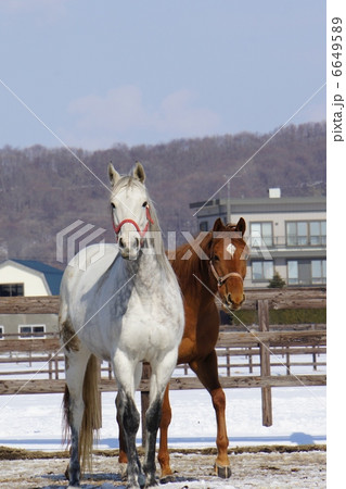 北海道の馬 北海道の馬 6649589