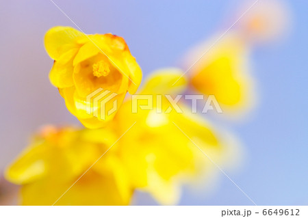 ロウバイ ロウバイ 6649612