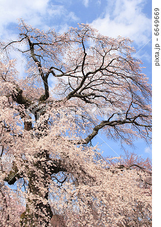 枝垂れ桜 枝垂れ桜 6649669