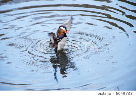 明治神宮の森の池で羽を広げているオシドリ 明治神宮の森の池で羽を広げているオシドリ 6649738
