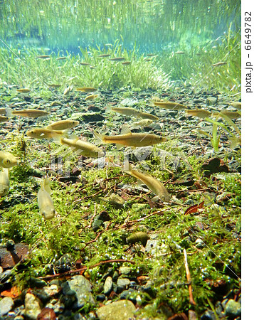 アブラハヤの群れ 6649782