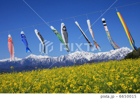 長野市中条のナノハナ畑と鯉のぼりと北アルプス　 6650015