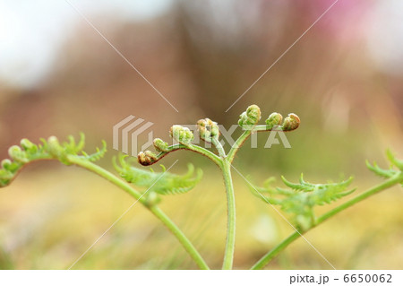 わらび わらび 6650062