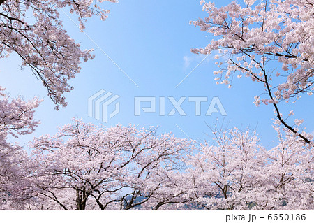 桜のフレーム 桜のフレーム 6650186