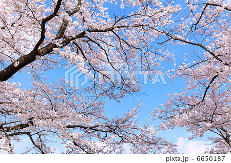 青空と桜の花 6650187