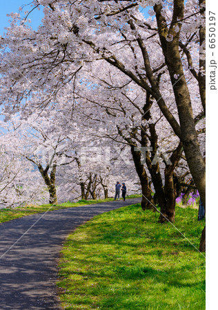 斐伊川堤防桜並木　桜の散歩道 6650197