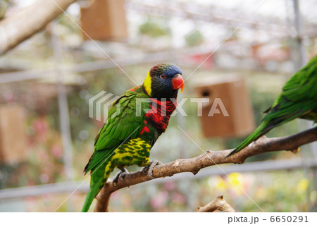 ゴシキセイガイインコ ゴシキセイガイインコ 6650291