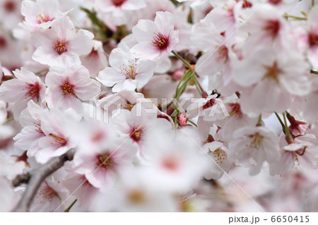 桜 6650415
