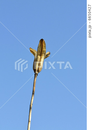 ユリの実殻 6650427