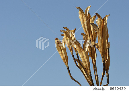 ユリの実殻 6650429