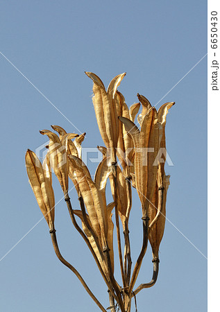 ユリの実殻 6650430