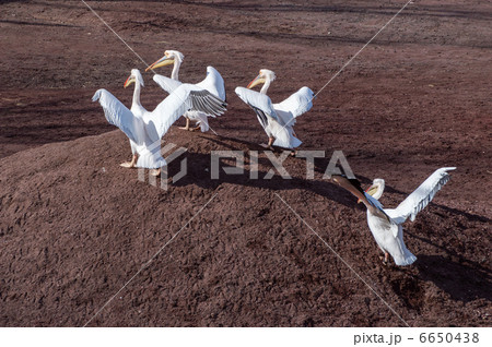 モモイロペリカン 6650438