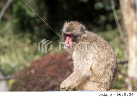 ニホンザル 6650504