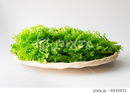 わさび菜　白バック　横（全体） 6650852