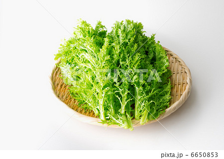 わさび菜　白バック　横（全体） 6650853